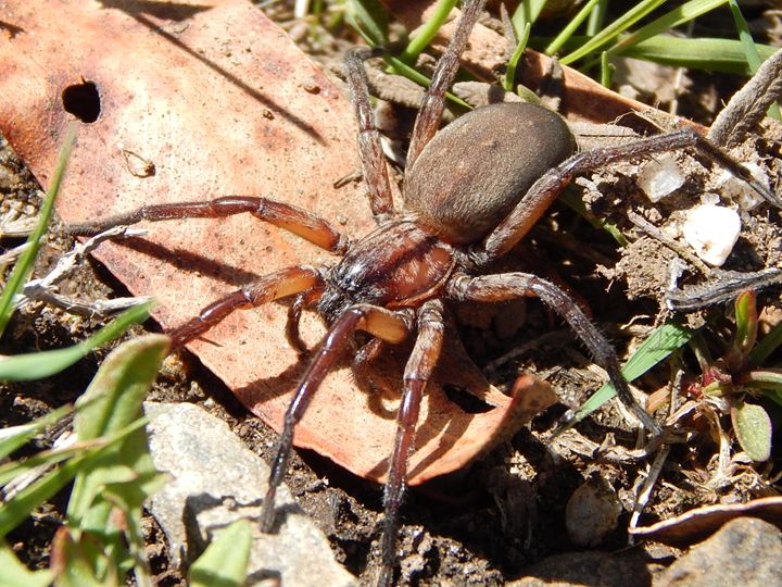 spider - samararose photography - Photography, Animals, Birds, & Fish ...