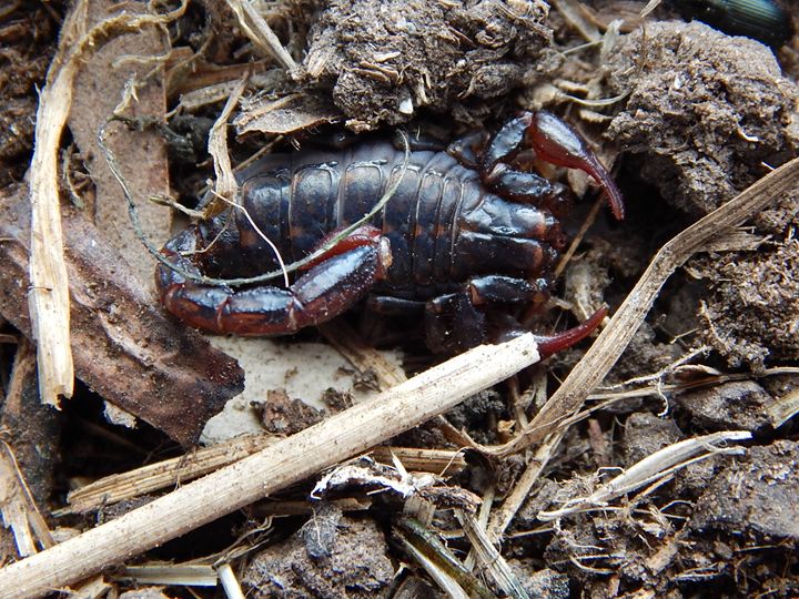 Scorpx Insect Scorpion - samararose photography - Photography, Animals, Birds, & Fish ...