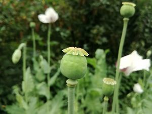 Cute poppy seed
