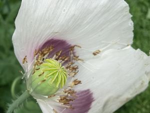 Poppy seed