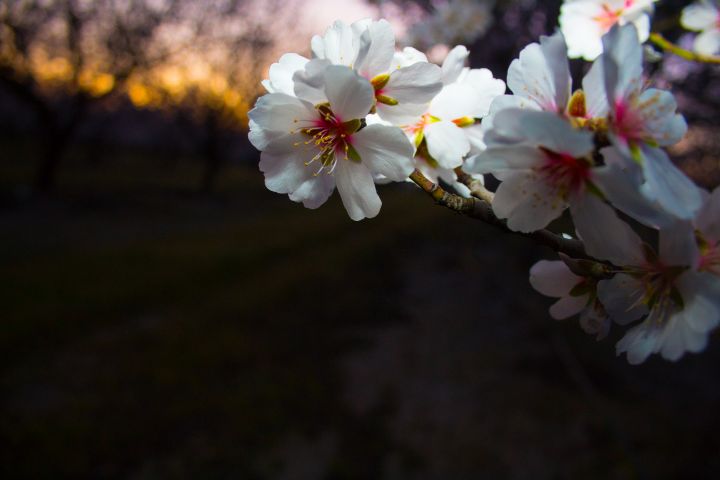 Rosy Images - Photography
