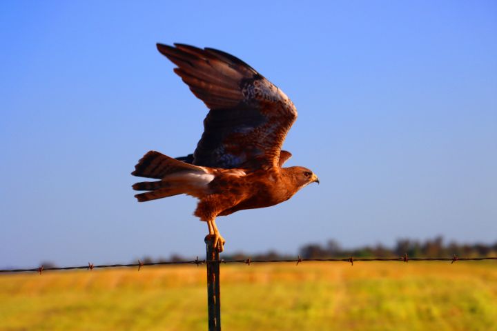 Fly Ride Hawk Fly Away Hawk - Rosy Images - Photography, Animals, Birds, & Fish ...