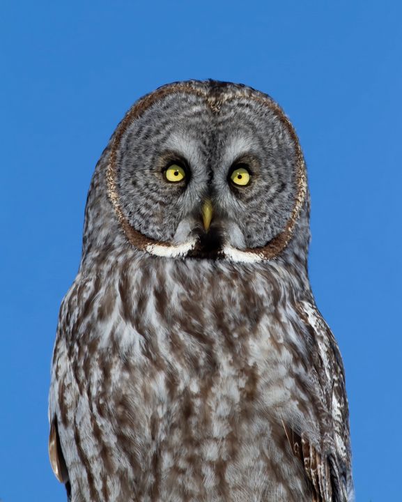 Great grey owl - Jim Cumming