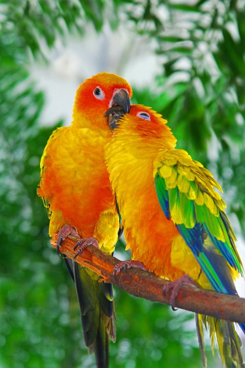 LOVE BIRDS - RodPhotoArt - Photography, Animals, Birds, &amp; Fish, Birds,  Parrots, Lovebird - ArtPal