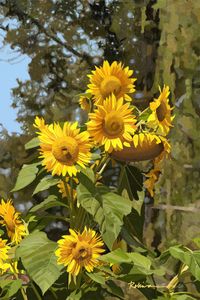 Sunflowers Portrait
