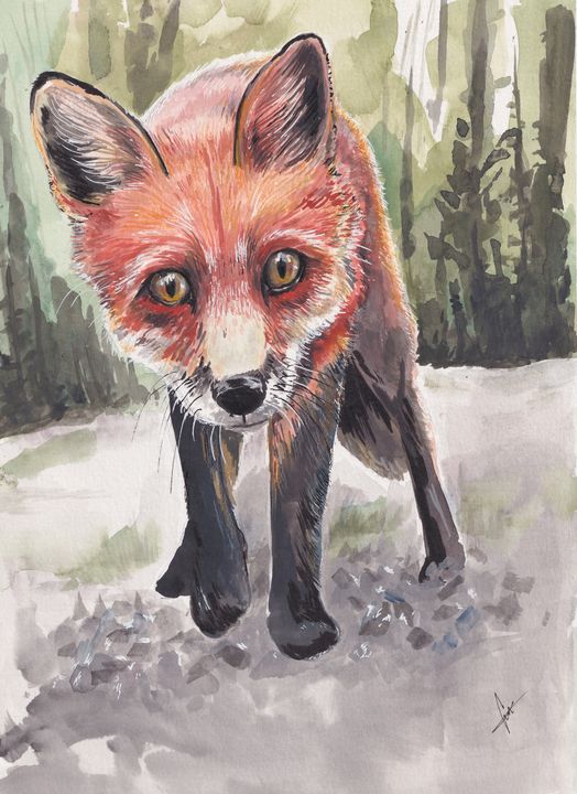 Red Fox - Eman Salem