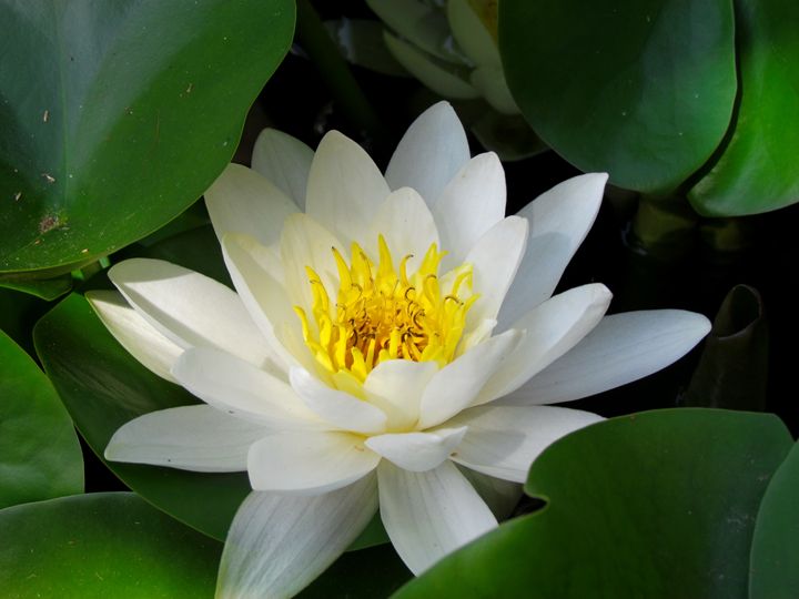 White Lotus on Water - Zoxey