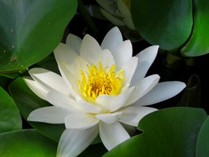 White Lotus on Water