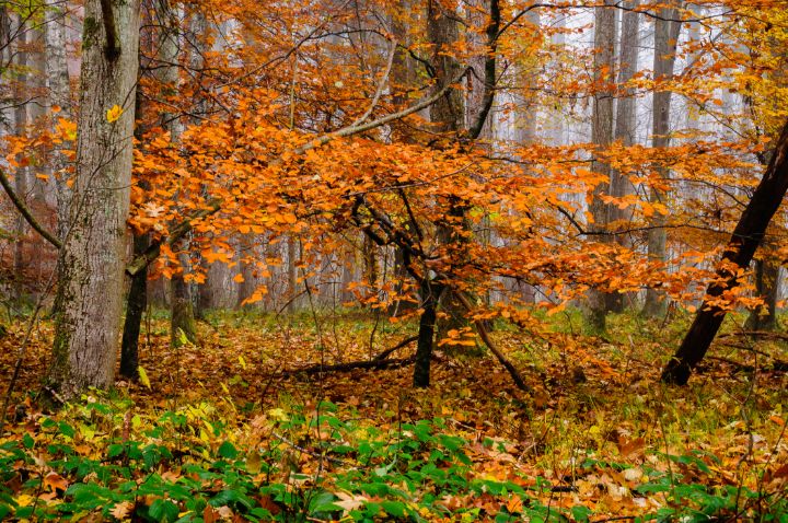 In dreamful Autumn - Aleksander Solarski