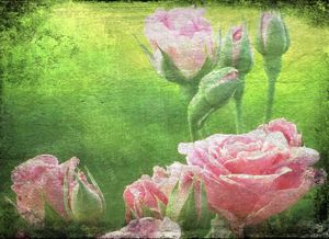 The English Garden of Pink Roses