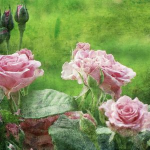 The Pink Rose Garden