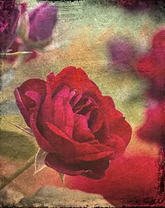 Vintage Red Rose