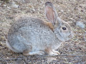 Bunny - Photos by Jenn