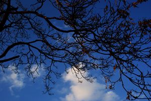 Incandescent Tree