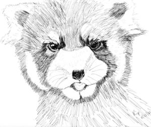 Caleb, charcoal drawing - Teresa Payne Art - Drawings & Illustration,  Animals, Birds, & Fish, Cats & Kittens, Other Cats & Kittens - ArtPal