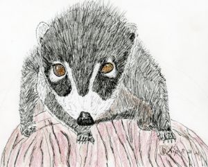 The Koala - Emili K Productions Custom Pencil Drawings - Drawings