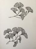Pen drawing gingko leafs