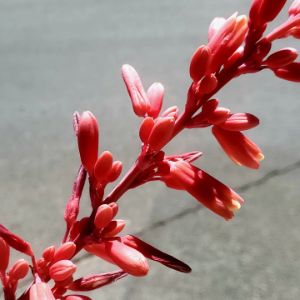 Texas Red Yucca 5