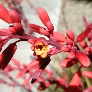 Texas Red Yucca 2