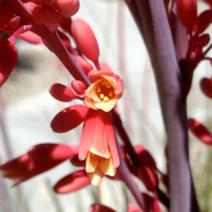 Red Yucca 1