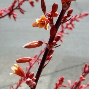 Texas Red Yucca 3