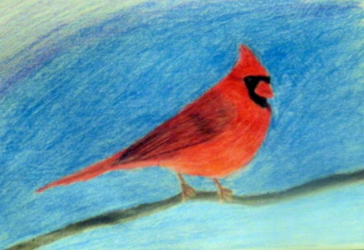 Cardinal Drawing - Rachel's Photos & Drawings
