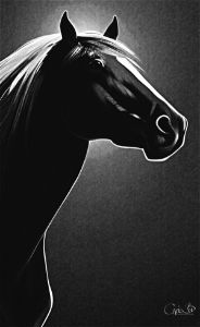 Arabian stallion - portrait