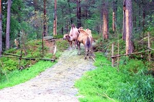Camels - Mats Vederhus
