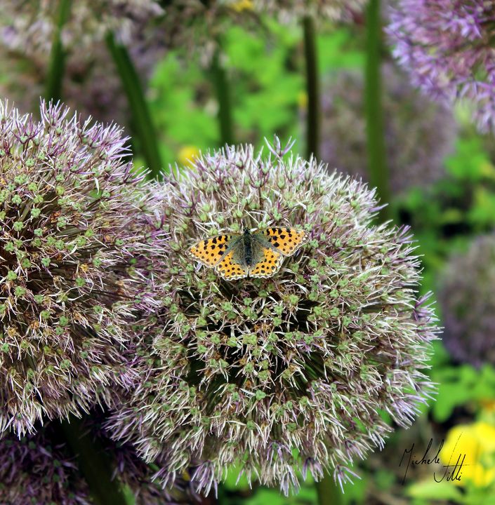 Butterfly - Michele Vitti - Photography, Animals, Birds, & Fish, Bugs ...
