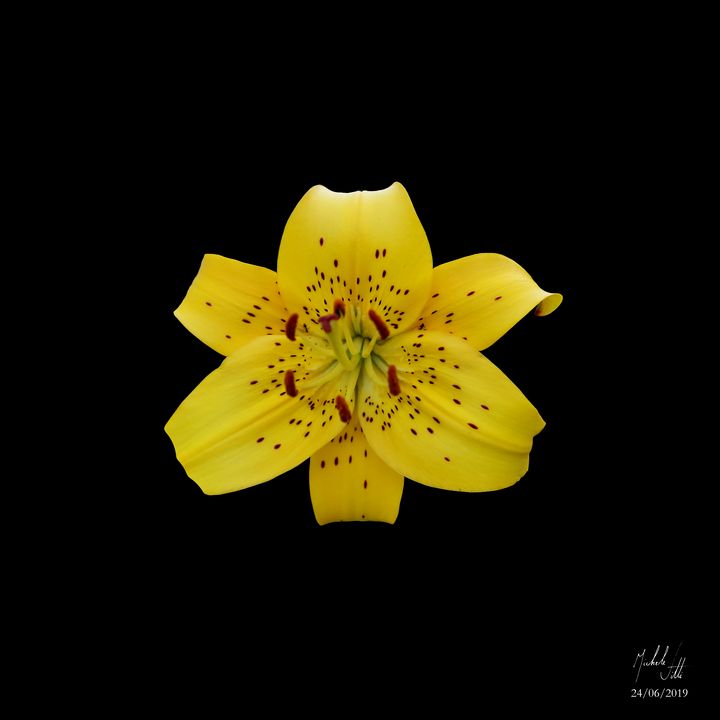 Hymn to nature. Yellow tiger Lilium Michele Vitti Photography