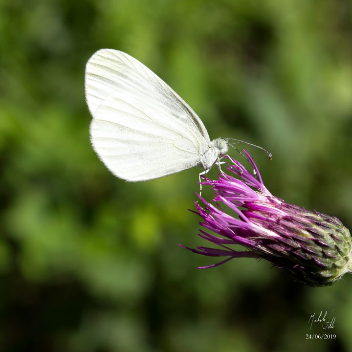 Hymn to nature. White butterfly - Michele Vitti - Photography, Animals ...