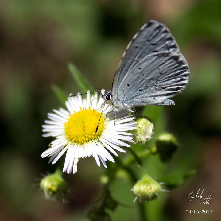 hymn to Nature, Blue butterfly - Michele Vitti - Photography, Animals ...