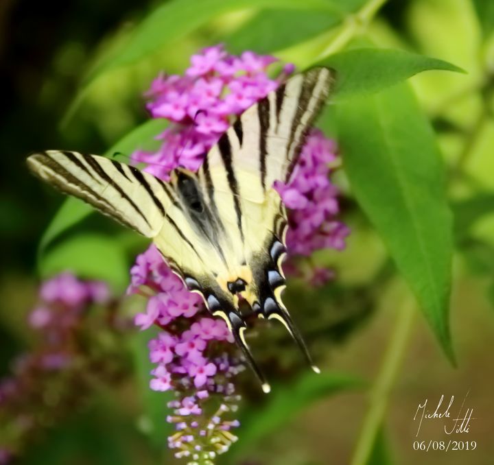 Butterfly - Michele Vitti - Photography, Animals, Birds, & Fish, Bugs ...