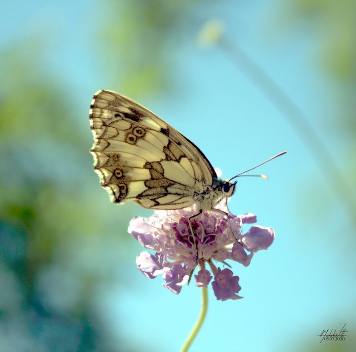 Butterfly - Michele Vitti - Photography, Animals, Birds, & Fish, Bugs ...