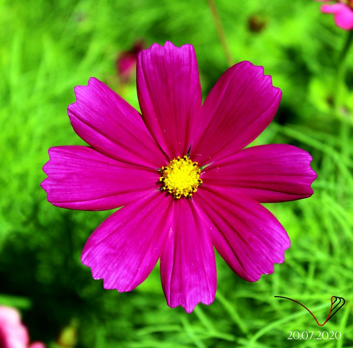 Pink flower Michele Vitti Photography Flowers Plants