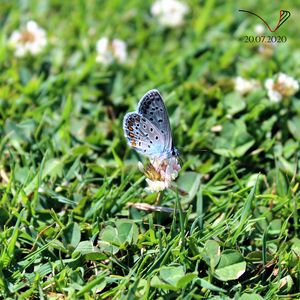 Butterfly - Michele Vitti - Photography, Animals, Birds, & Fish, Bugs ...