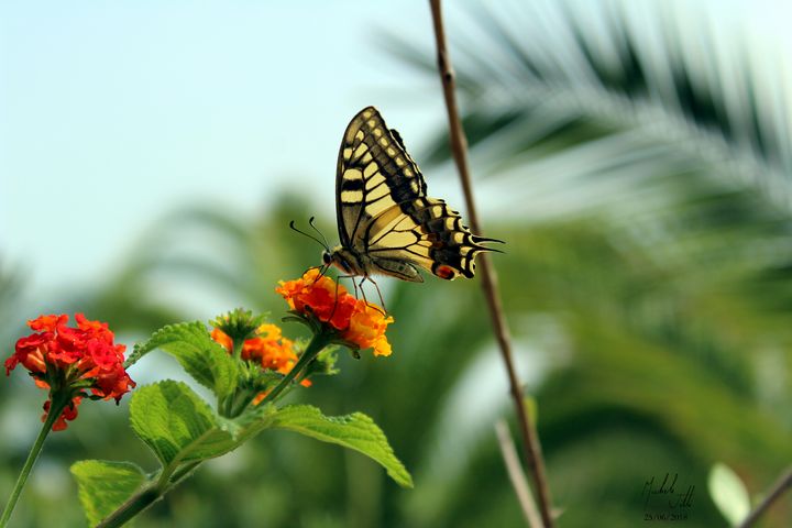 Butterfly and flowers - Michele Vitti - Photography, Animals, Birds ...
