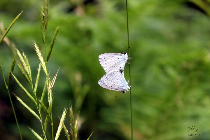 Butterflies - Michele Vitti - Photography, Animals, Birds, & Fish, Bugs ...