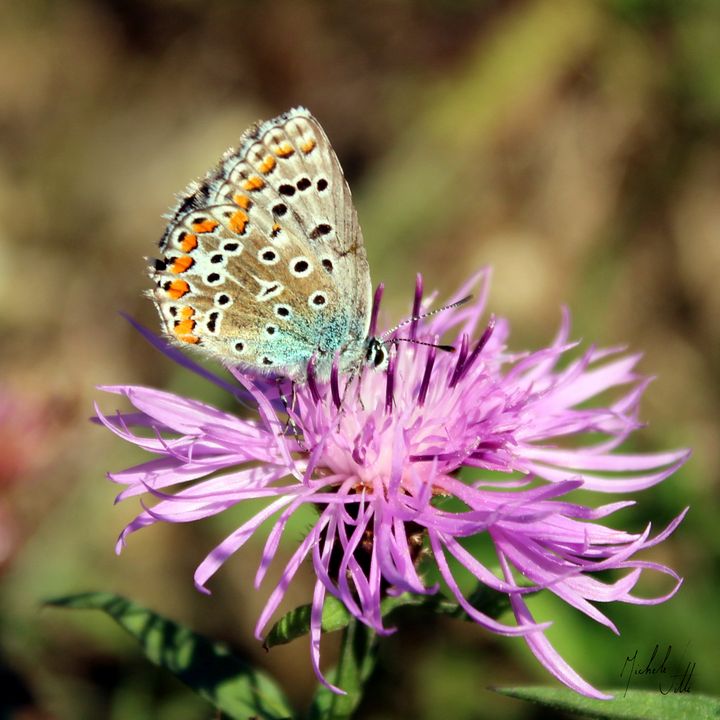Butterfly Adonis - Michele Vitti - Photography, Animals, Birds, & Fish ...