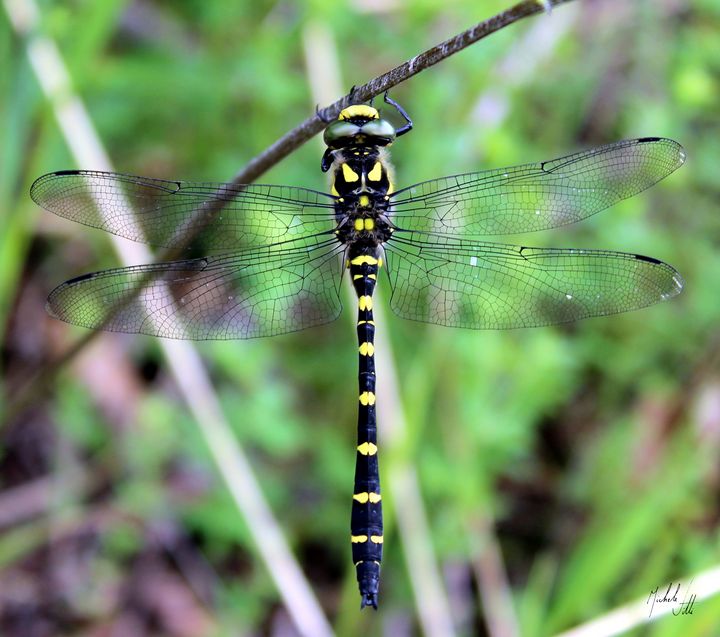 Dragonfly - Michele Vitti - Photography, Animals, Birds, & Fish, Bugs ...