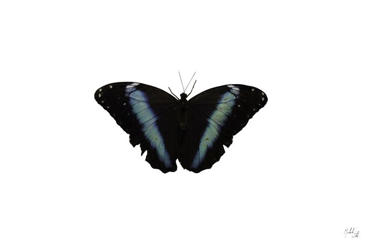 Morpho menelaus - Michele Vitti - Photography, Animals, Birds, & Fish ...