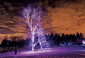Purple Tree/Orange Skies