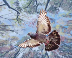 Pigeon in flight