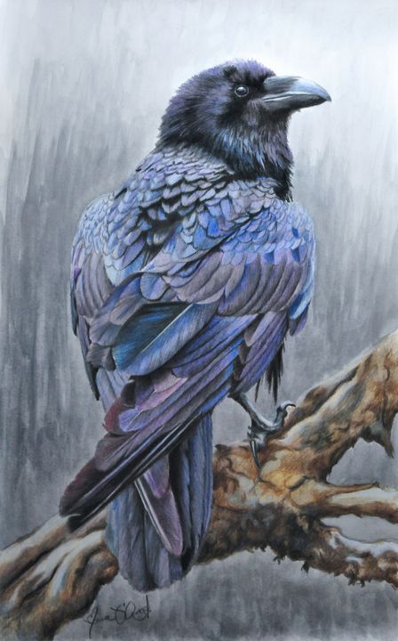 The Raven - Maria D'Angelo - Fine Art