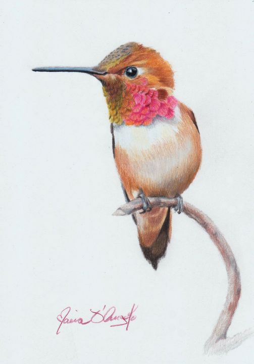 Rufous Hummingbird - Maria D'Angelo - Fine Art