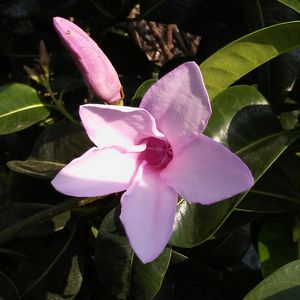 Alaskan Pink Wildflower