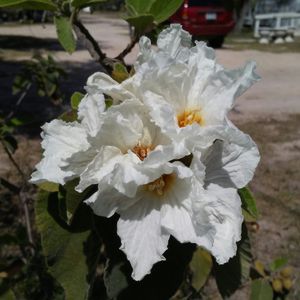 White Wildflower