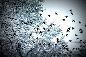 Starlings in Winter