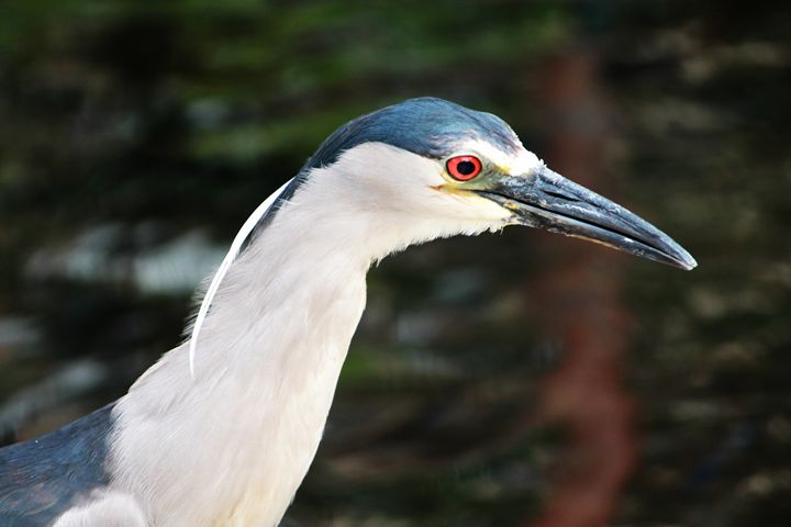 Hawaiian Egret - 5 Angels Photography - Photography, Animals, Birds ...