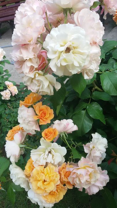 Yellow roses 2 - Alexandra Arts - Photography, Flowers, Plants, & Trees ...